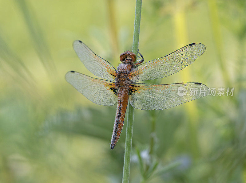 稀有追逐蜻蜓(Libellula fulva)